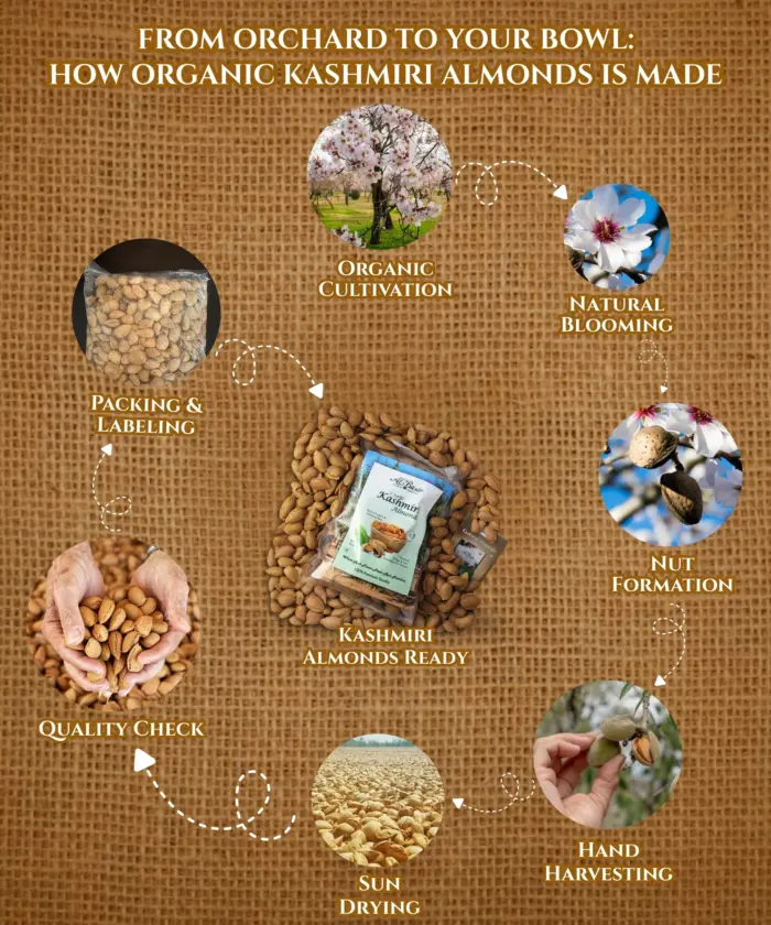 Shell Almond