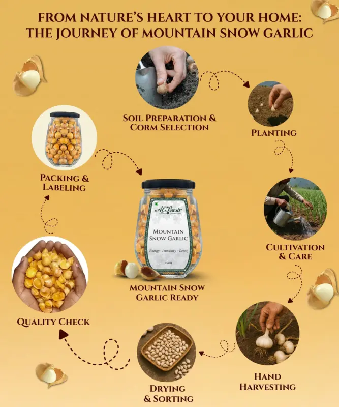 ALBASIR MOUNTAIN SNOW GARLIC 7