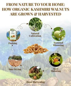 Kashmiri Walnuts Kernel 200g - Image 4
