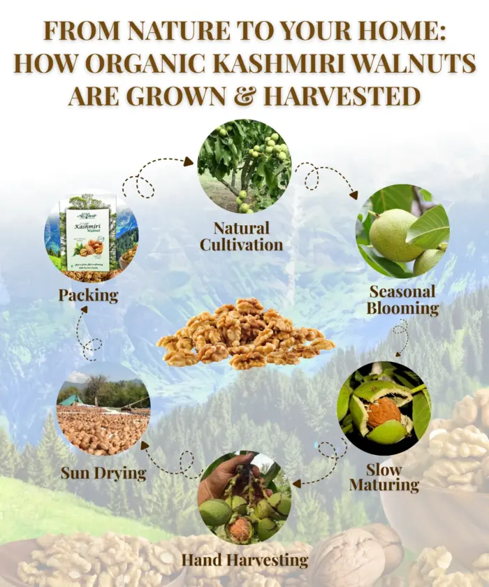 Kashmiri Walnuts Kernel 200g - Image 4