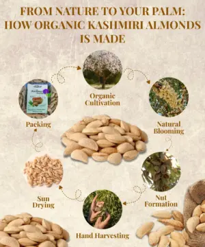 Kashmiri Shell Almonds - Image 4