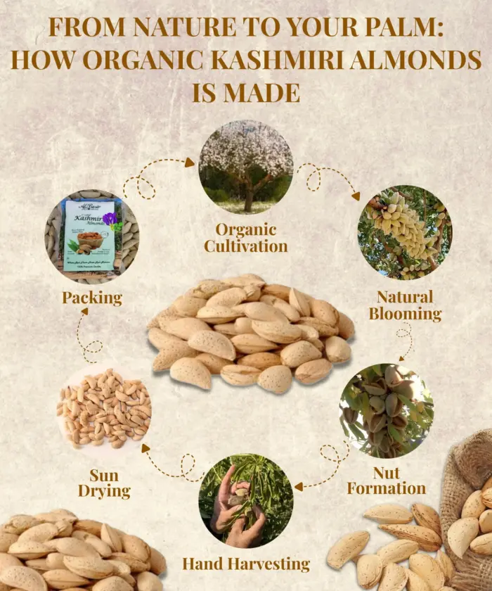 Kashmiri Shell Almonds - Image 4