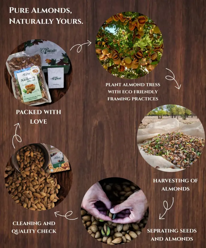 Kashmiri Mamra Almonds - Image 4